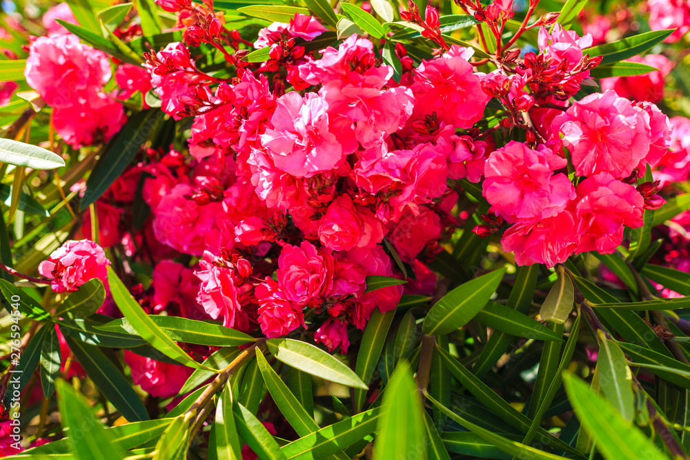 Obraz premium Blooming pink oleander flowers in garden. Selective focus. Copy space. Blossom spring, exotic summer.