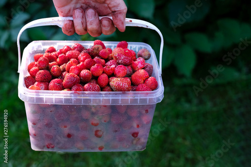 Dirty hand holding container with fresh strawberry close up view. Summer berries harvest background. Farmers hand with eco sweet and ripe strawberry wallpaper. Organic fruits gathering in garden