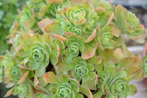 Succulents or cactus in a garden. Echeveria, a stone rose in flower pot. Close up image of succulent.Top view.