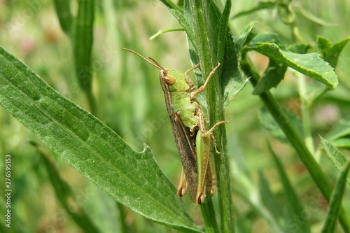 Green grasshopper on plant in the meadow, closeup