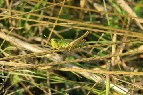 Green grasshopper on grass