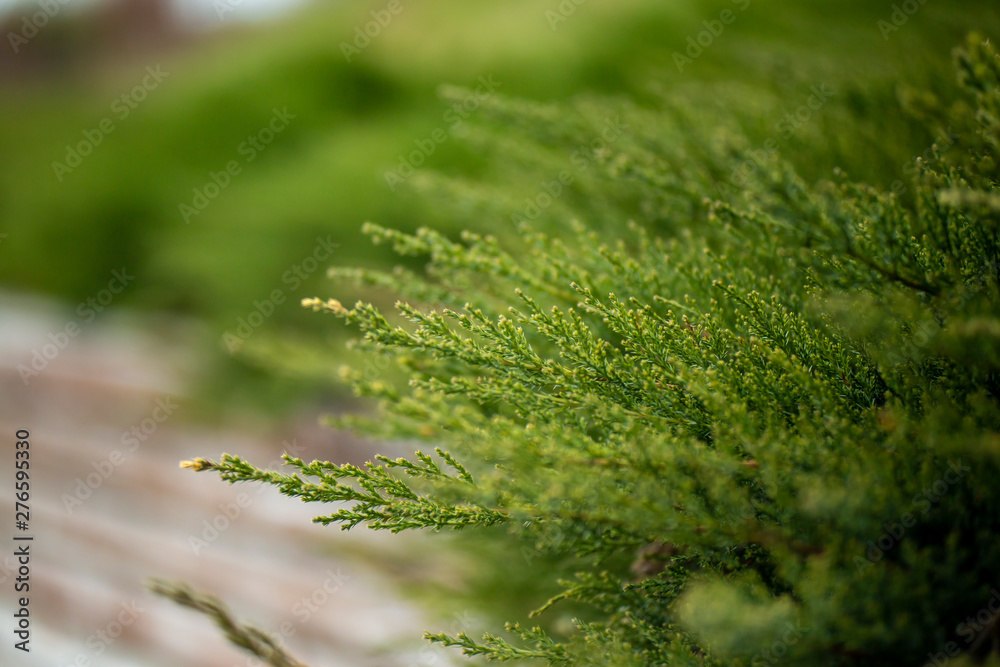 microbiota decussata green bushes microbiota decussata green bushes