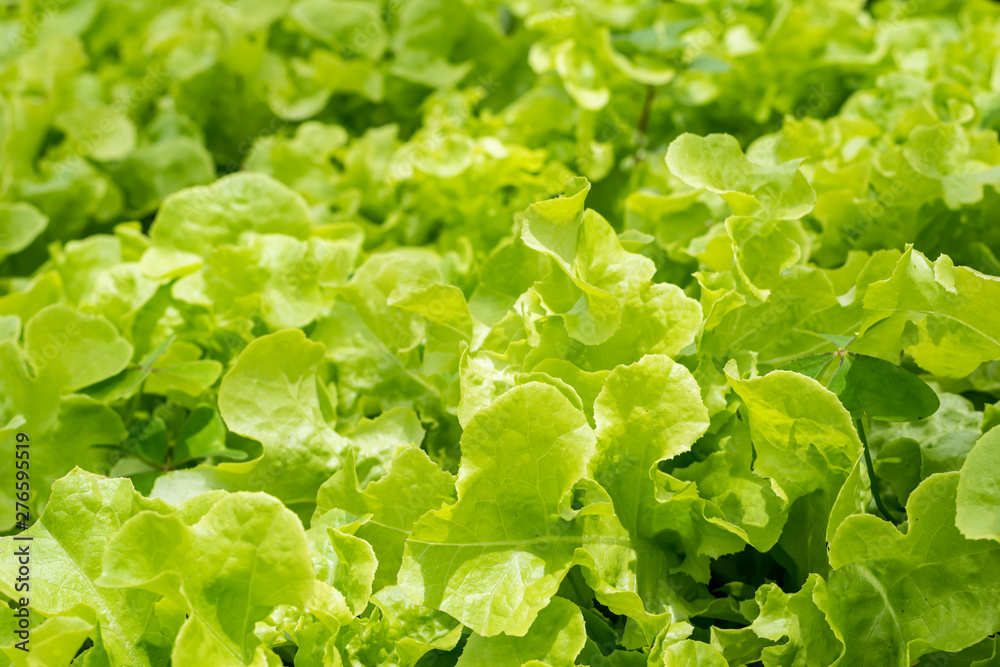 Green fresh lettuce in the farm , healthy vegetables salad food. Green fresh lettuce in the farm , healthy vegetables salad food.