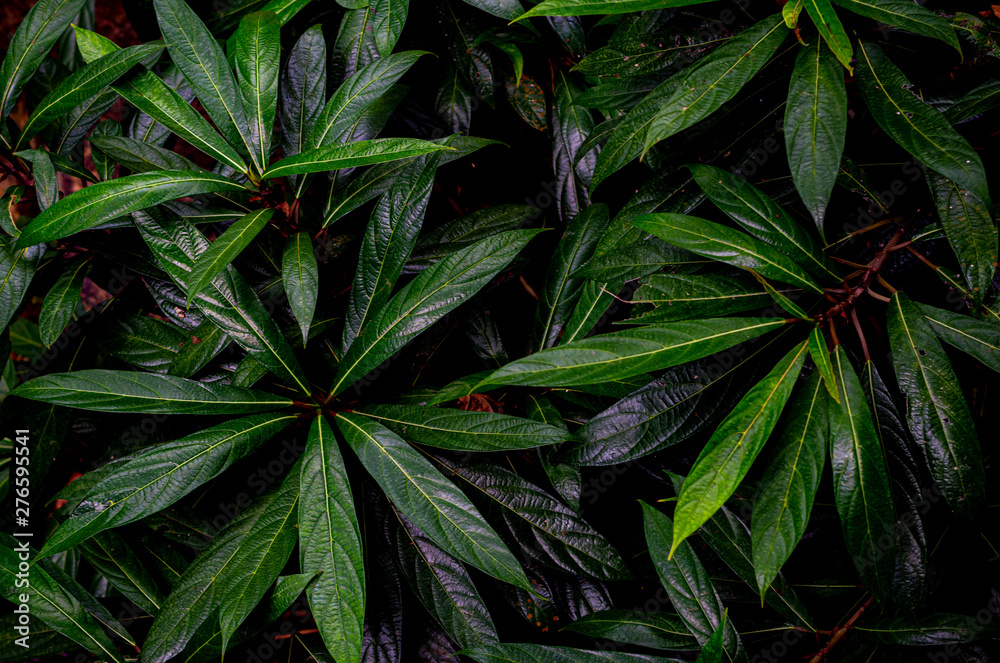 Beautiful  green leaves the natural  in the forest and natural background.