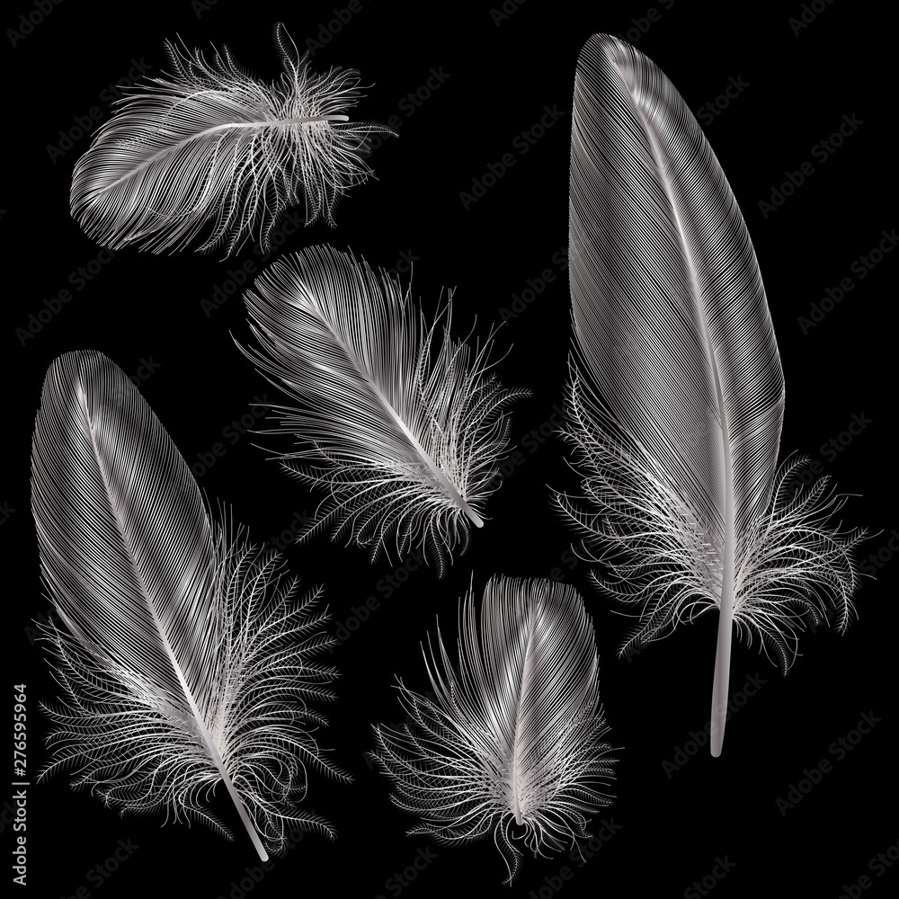 Obraz premium Set colored feathers. Vector illustration.