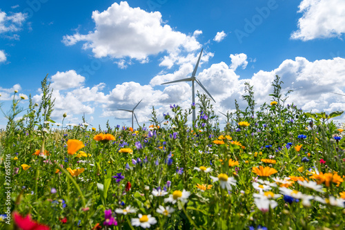 Foto Blühende Wiesen, blühendes Feld, blühender Weg, um Insektensterben und Tötung zu verhindern und entgegenzuwirken
