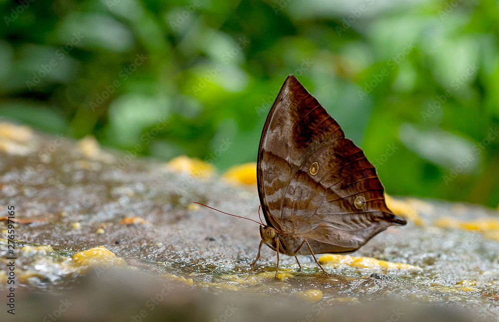Fototapeta premium Close up view of brown butterfly stay and eat some fruits on the rock near the forest in the national park of Thailand.