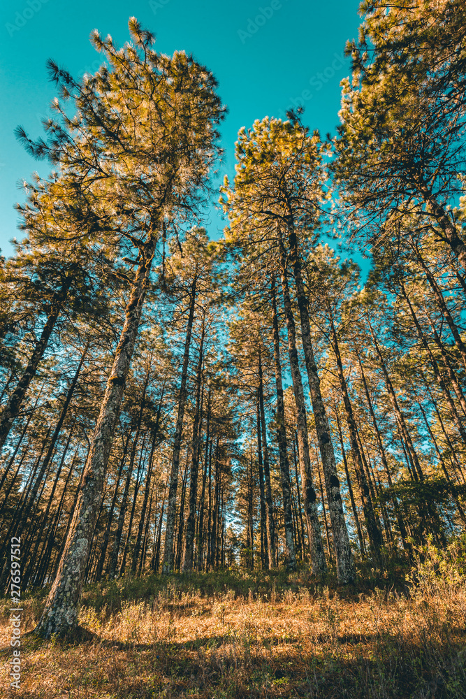 Fototapeta premium Forest