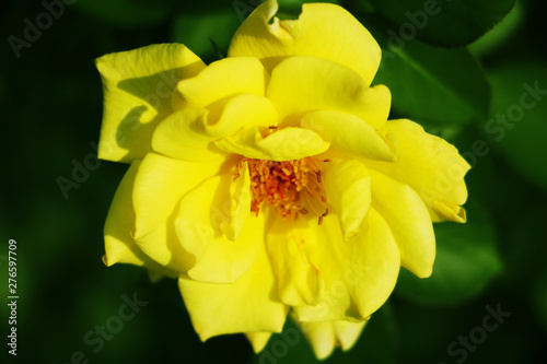 Yellow rose with green leaves blooming in garden.