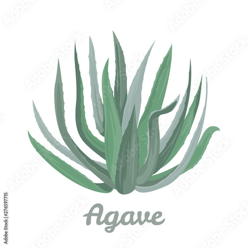 Blue agave isolated on white background. Vector illustration in cartoon flat style.