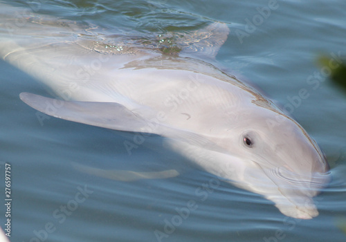 dolphin in the water