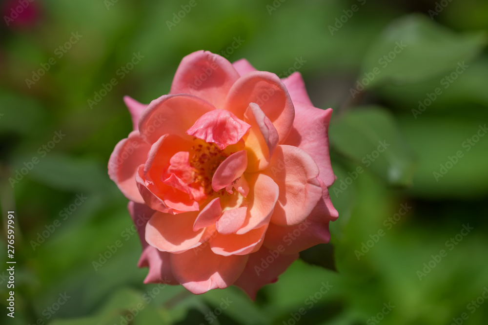 Pink rose in the garden.