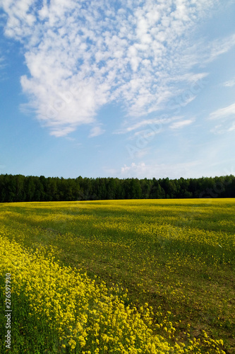 Large grassland of rapeseed under blue sky and white clouds.