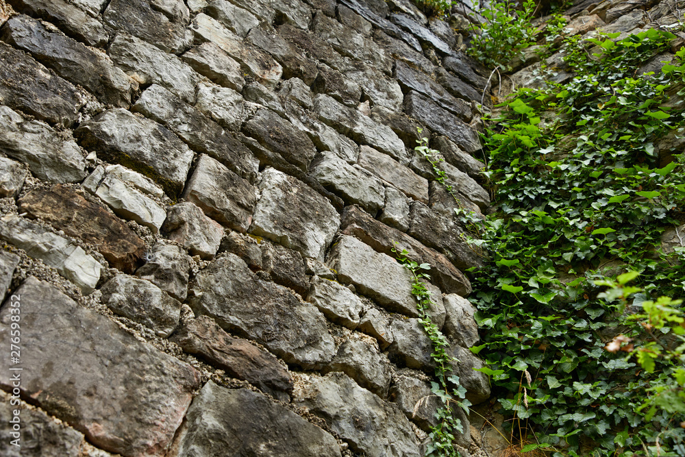 old wall with ivy leaves