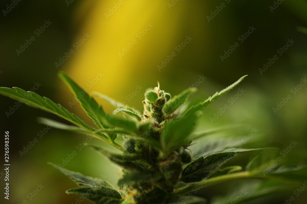 plant cannabis farm plantation medical marijuana hemp plant cannabis farm plantation medical marijuana hemp
