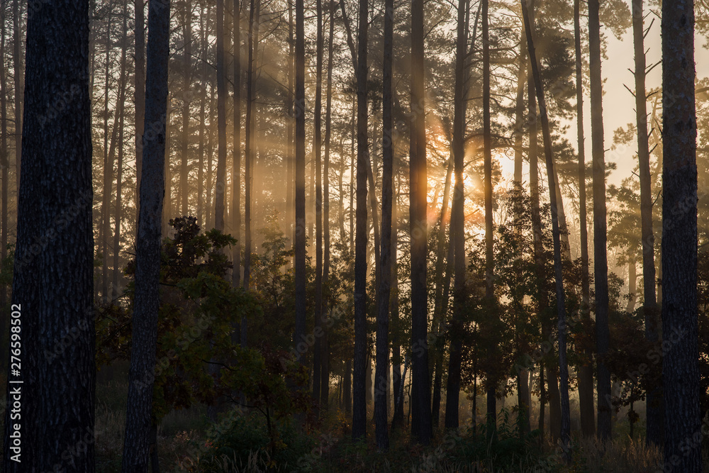 Sunrise in a pine forest. The rays of the sun in the morning shining through the branches of trees in a haze.
