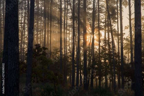 Sunrise in a pine forest. The rays of the sun in the morning shining through the branches of trees in a haze. © vladk213