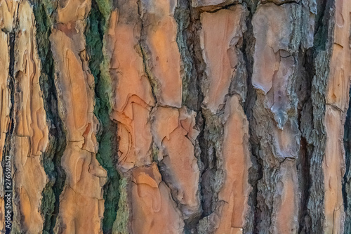 Natural surface texture of tree bark. Background pattern. Horizontal orientation.