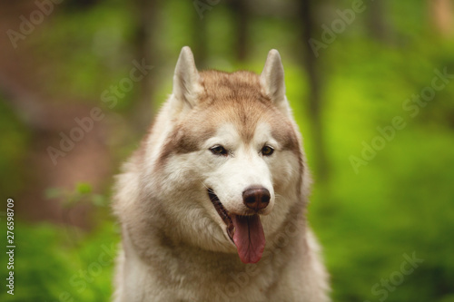 Happy and beautiful dog breed siberian husky sitting in the green forest.