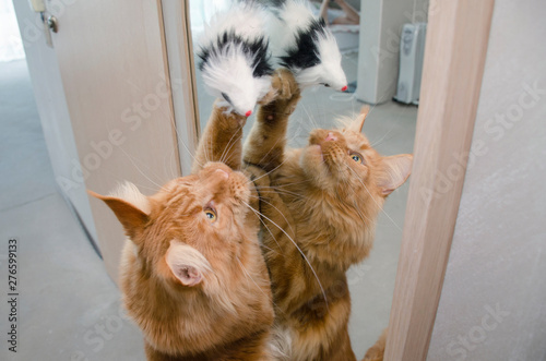 Large red marble Maine coon cat stands next to a mirror and plays with a toy