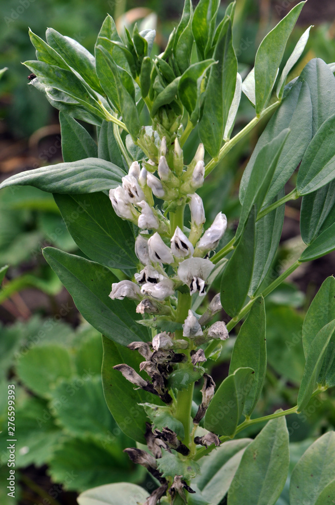 Obraz premium The field is blooming horse bean (Vicia faba)