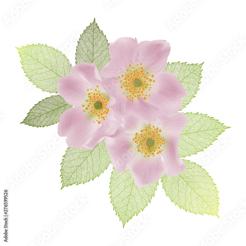 Beautiful Rose flower isolated on white background. Vector illustration.