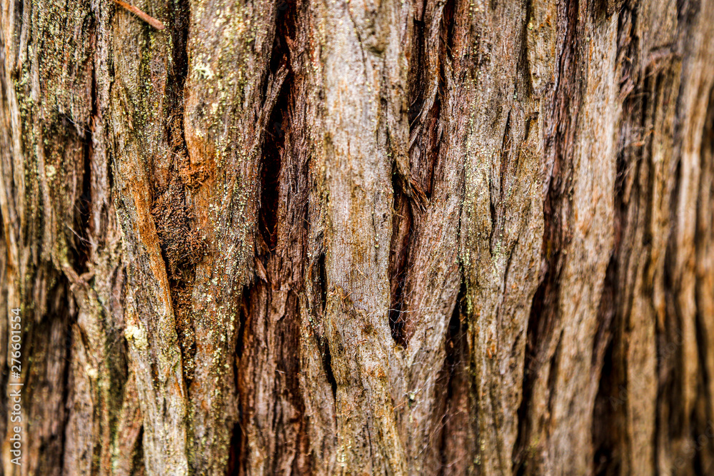 Obraz premium bark of a tree texture