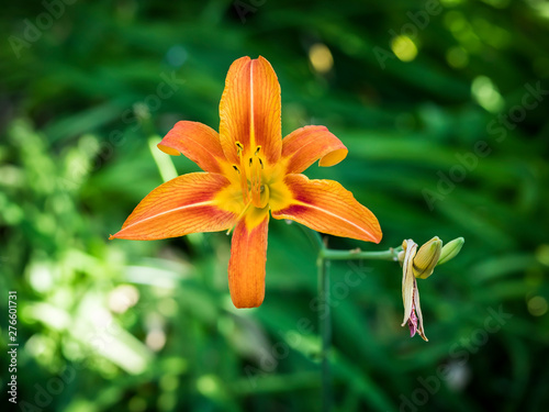 orange lily in the garden