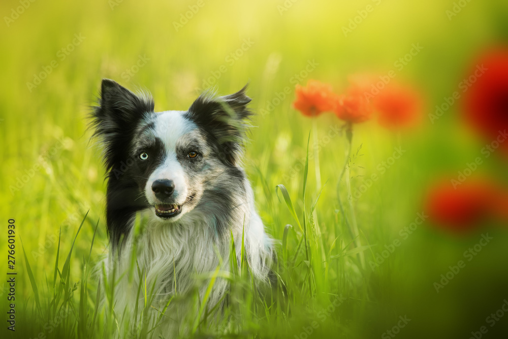 Border collie dog in a poppy field