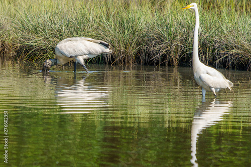 A Crowded Feeding Lagoon on Morgan's Point Seabrook Island, SC photo