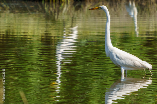 A Crowded Feeding Lagoon on Morgan's Point Seabrook Island, SC photo