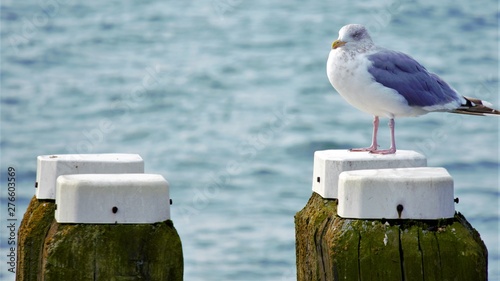 Möwe auf Dalbe photo