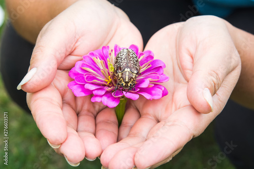 Women's hands are holding a flower with a beetle sitting on it. Protect nature.