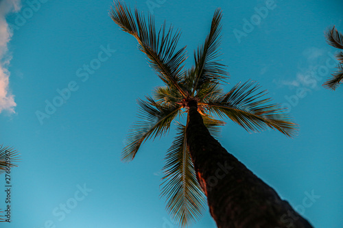 palm tree against blue sky with clouds in hawaii © Jaime