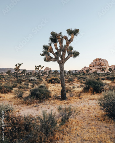 Joshua Tree desert