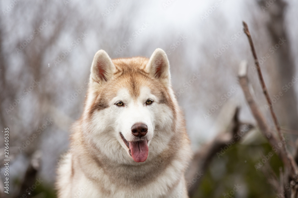 Beautiful and happy Siberian Husky dog sitting in the forest in spring on snowy day