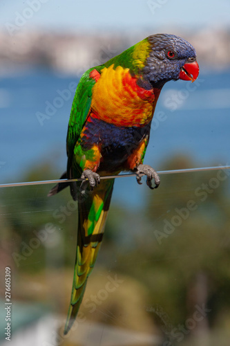 Parrot Sydney Australia