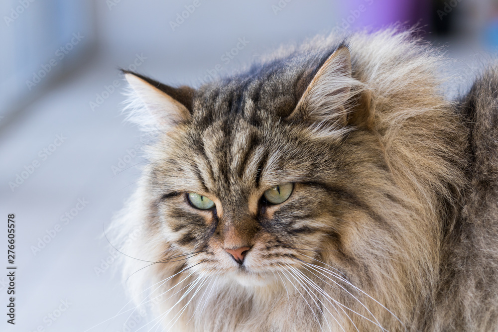 Beauty domestic cat of livestock in relax, siberian purebred