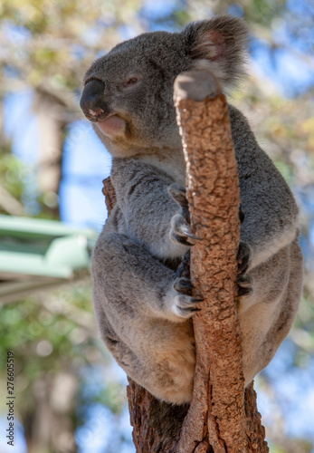 Fototapeta Naklejka Na Ścianę i Meble -  Koala bear in tree Sydney Australia