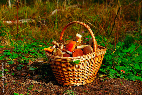 basket full of mushrooms to the brim in a clearing in the forest