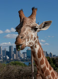 Giraffe at Tarongo Zoo Sydney Australia. Skyline in backgrond