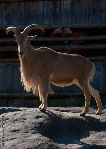 Buck. Goat. Horns. Mountaingoat photo