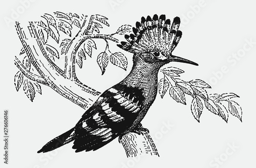 Eurasian hoopoe, upupa epops sitting on a branch. Illustration after an antique engraving from the early 20th century