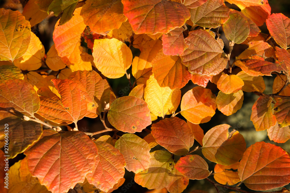 fothergilla leaves fothergilla leaves