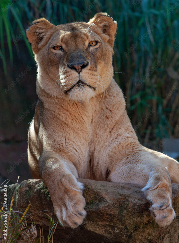 Lion female 