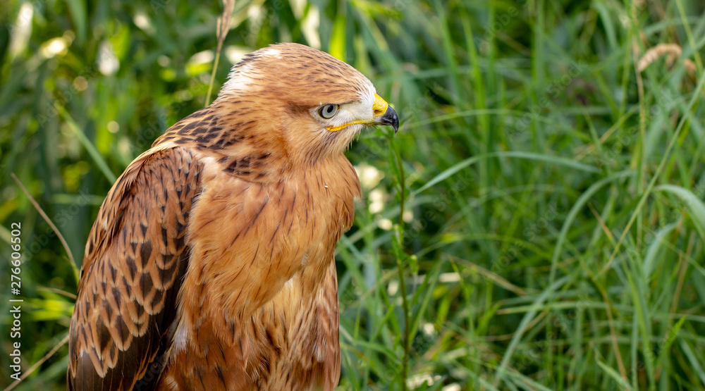 Hawk portrait with selective soft focus, on the background of green nature. Hawk portrait with selective soft focus, on the background of green nature.