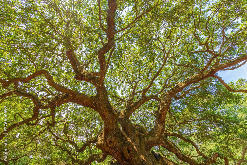 Naklejka premium Angel Oak Tree, John's Island, SC