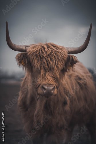 Canvas Print Highland Cattle