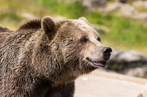 Closeup portrait of huge shaggy adult brown bear looking with interest. Ursus arctos beringianus. Kamchatka bear. © Natalia