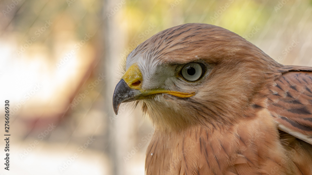 Hawk portrait with selective soft focus, on the background of green nature. Hawk portrait with selective soft focus, on the background of green nature.